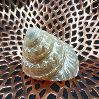 Conchiglia Astrea Undosa Con001 01 - MakaMaga