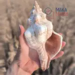 Conchiglia Fasciolaria Trapezium Con004 01 - MakaMaga