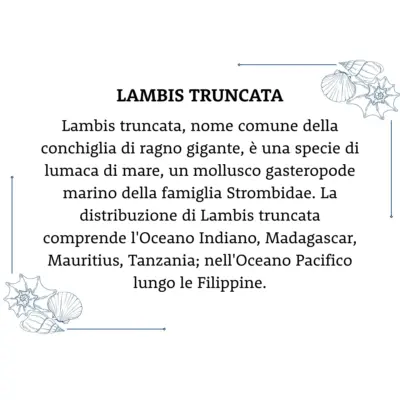Conchiglia Lambis Truncata Con002 03 - MakaMaga