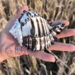 Conchiglia Murex Nigritus Con005 01 - MakaMaga