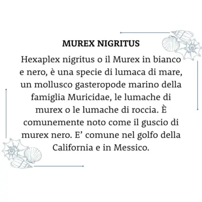Conchiglia Murex Nigritus Con005 05 - MakaMaga