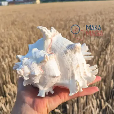 Conchiglia Murex Ramosus Con003 01 - MakaMaga