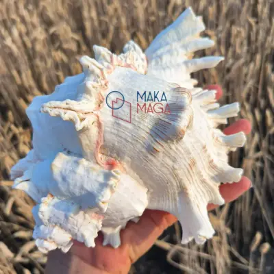 Conchiglia Murex Ramosus Con003 02 - MakaMaga