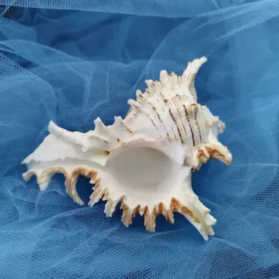 Conchiglia Murex Ramosus Con006 02 - MakaMaga