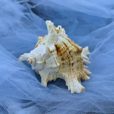 Conchiglia Murex Ramosus Con006 03 - MakaMaga
