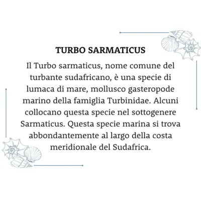 Conchiglia Turbo Sarmaticus Con007 05 - MakaMaga
