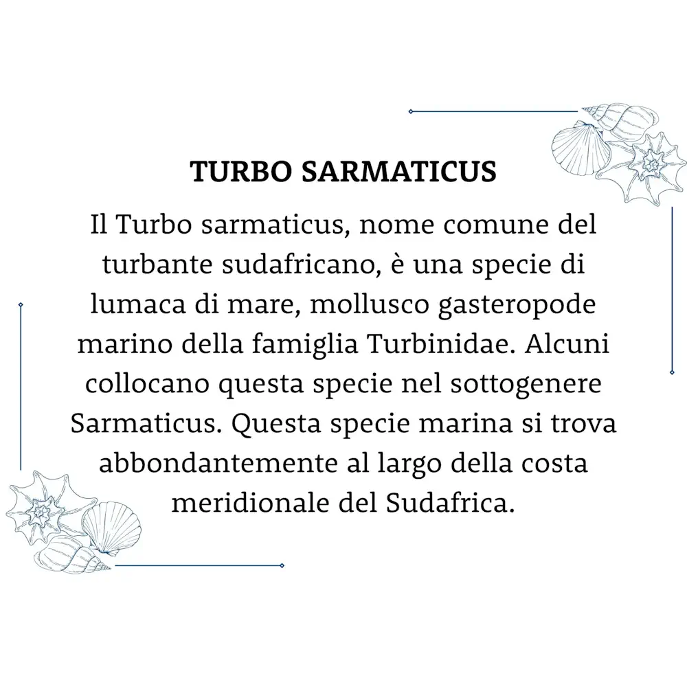 Conchiglia Turbo Sarmaticus Con007 05 - MakaMaga